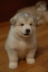 Щенки аляскинского маламута