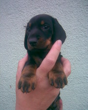 Щенки таксы