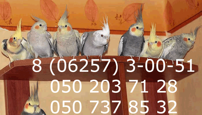 Выращиваю и Продаю попугаев Нимфа-Корелла