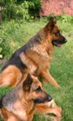 Подам щенков  немецкой овчарки.