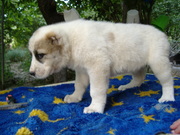 Щенки среднеазиатской овчарки