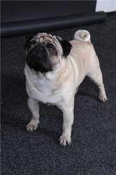 Продам алиментного щенка мопса