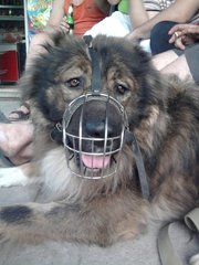 ищу суку для вязки