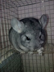 Продам шиншилл опт