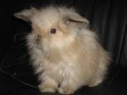 Декоративні кролики в асортименті