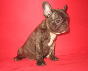 Щенки французского бульдога