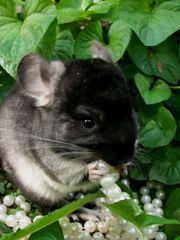 Шиншиллы разных окрасов