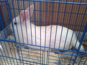 декоративного кролика и клетку