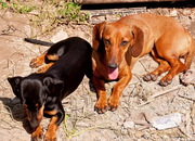 Продам очаровательных щенков гладкошерстной таксы