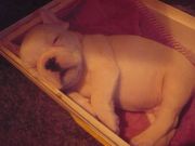 Французский бульдожек