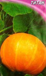 семена тыквы: крупноплодной,  мускатной на кашу