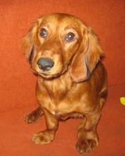 Продам щенка длинношерсной таксы