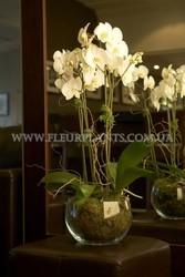 Озеленение офисов и фитодизайн