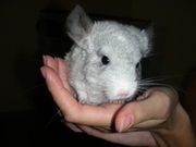 Продам белых шиншил