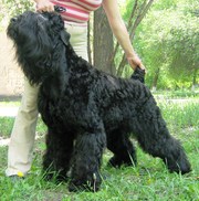 Чёрный русский терьер. Щенки от родителей-чемпионов,  Док.КСУ