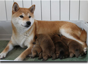 Щенки шиба-ину от питомника