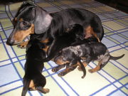  Продажа Щенков таксы