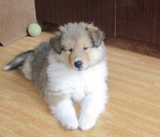 Очаровательные щенки колли