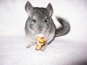 Продам шиншиллу (мальчик 5 мес.)