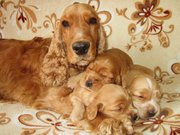 Куплю щенка англ.коккенр-спаниэля(чисток.) мальчика рыжего до 1.5 мес.