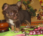 шоколадный мальчик чихуахуа шоу класса