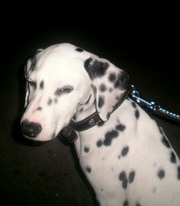 Далматинец 3 месяца