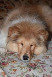 ПИТОМНИК  КОЛЛИ  ПРЕДЛАГАЕТ OЧАРОВАТЕЛЬНЫХ ЩЕНКОВ  ВСЕХ  ТРЁХ  ОКРАСОВ 