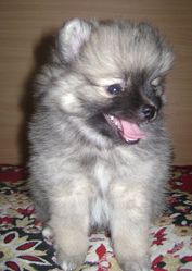 Шпиц миниатюрный