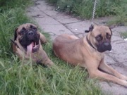 щенки бульмастифа 1000гр