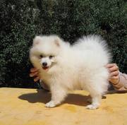 Шпиц. Щенки белоснежного японского шпица