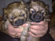 щенки пекинеса