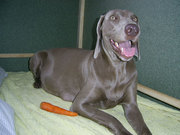 Передержка собак в Киеве,  пансион для собак в квартире