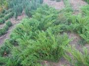 Туя западная, самшыт, кипарисовик, можевельник