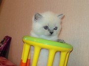 Продаются котята скоттиш фолд и страйт