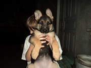 Классные щенки немецкой овчарки!