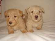 Пpoдaются щенки скoтч-теpьеpa