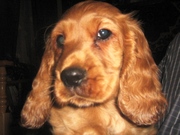 Продаю Англійського кокер спаніеля