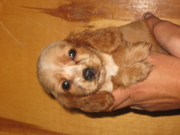 щенки английского кокер-спаниеля