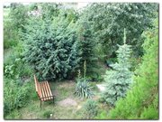 Можжевельник, туя, декоративные растения