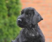 Щенки Ризеншнауцера от Питомника «Черная жемчужина»!