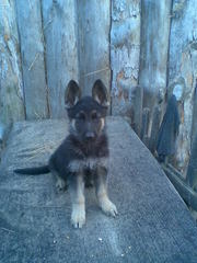 щенки  овчарки немецкой