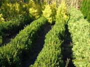 продам саженцы декоративных растений от производителя