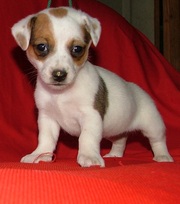 Элитный Джек  Расселы Украины-питомник Богема Артик-ЩЕНКИ