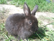 Продам декоративных кроликов 