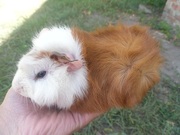 продам розеточную морскую свинку 