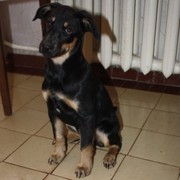 Забавный щенок(девочка) ищет хозяев