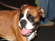 німецький боксер