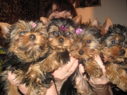 Предлагаем щеночков йоркширского терьера и бивер йоркширского терьера!