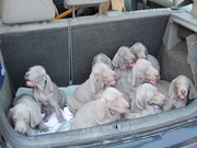 !!!   ЩЕНКИ    ВЕЙМАРАНЕРА   !!