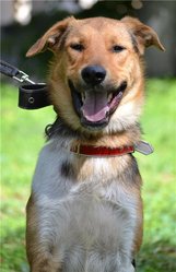 Поль - семейная собака. Привит,  ветпаспорт.